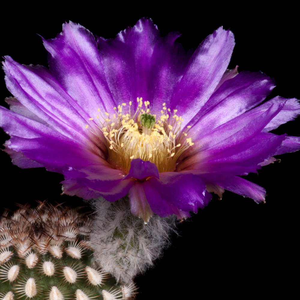 Zeitraffer Echinocereus reichenbachii fa. miniature, USA, Texas (Video)