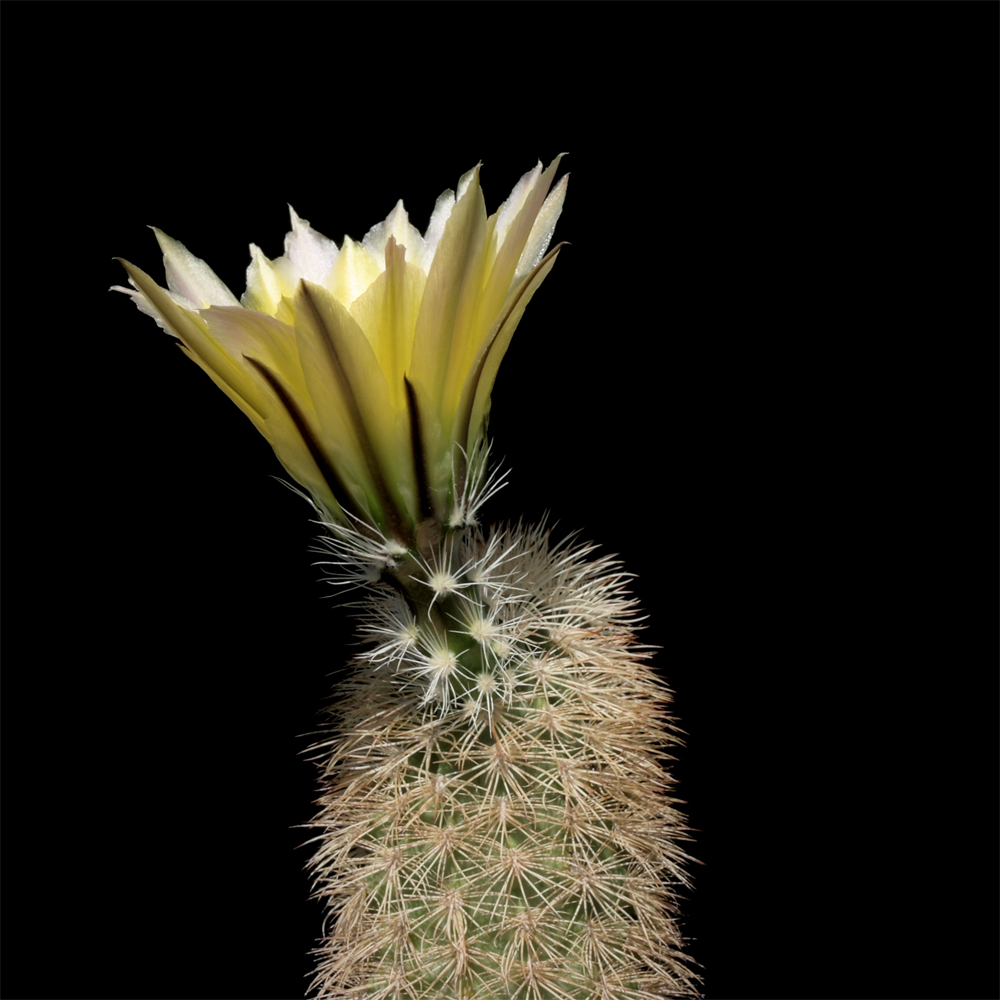 Echinocereus dasyacanthus, USA, Texas, Brewster County (Video)