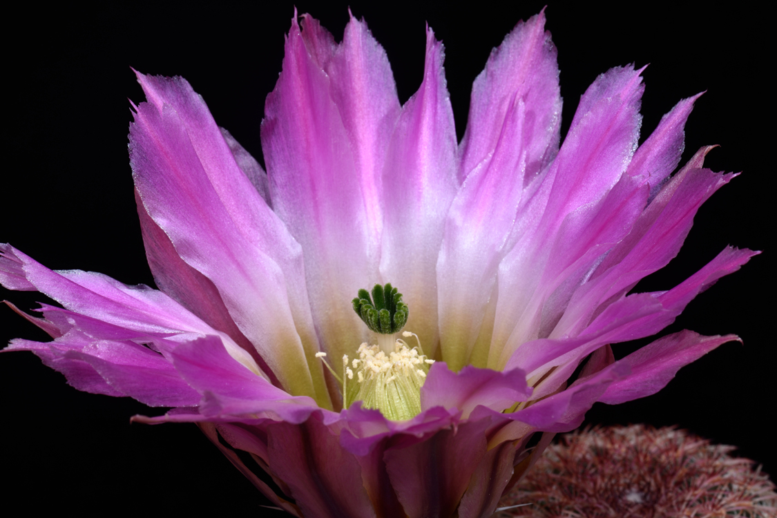 Echinocereus pectinatus, Mexico, Chihuahua, Las Boquillas