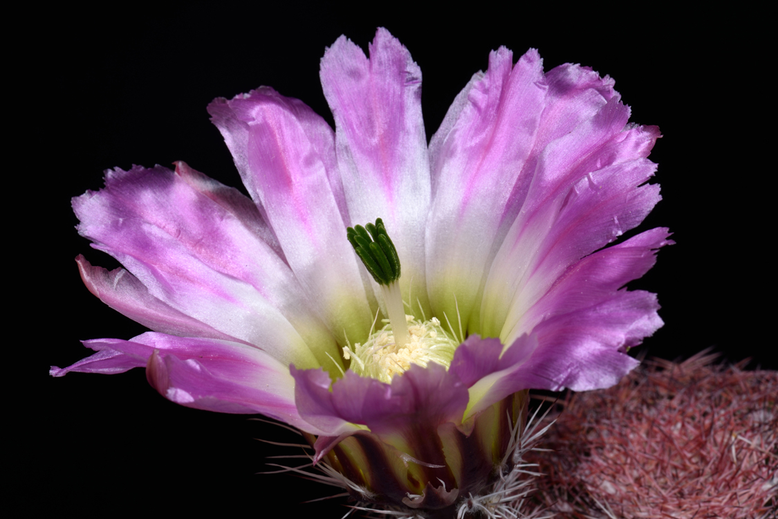 Echinocereus pectinatus, Mexico, Chihuahua