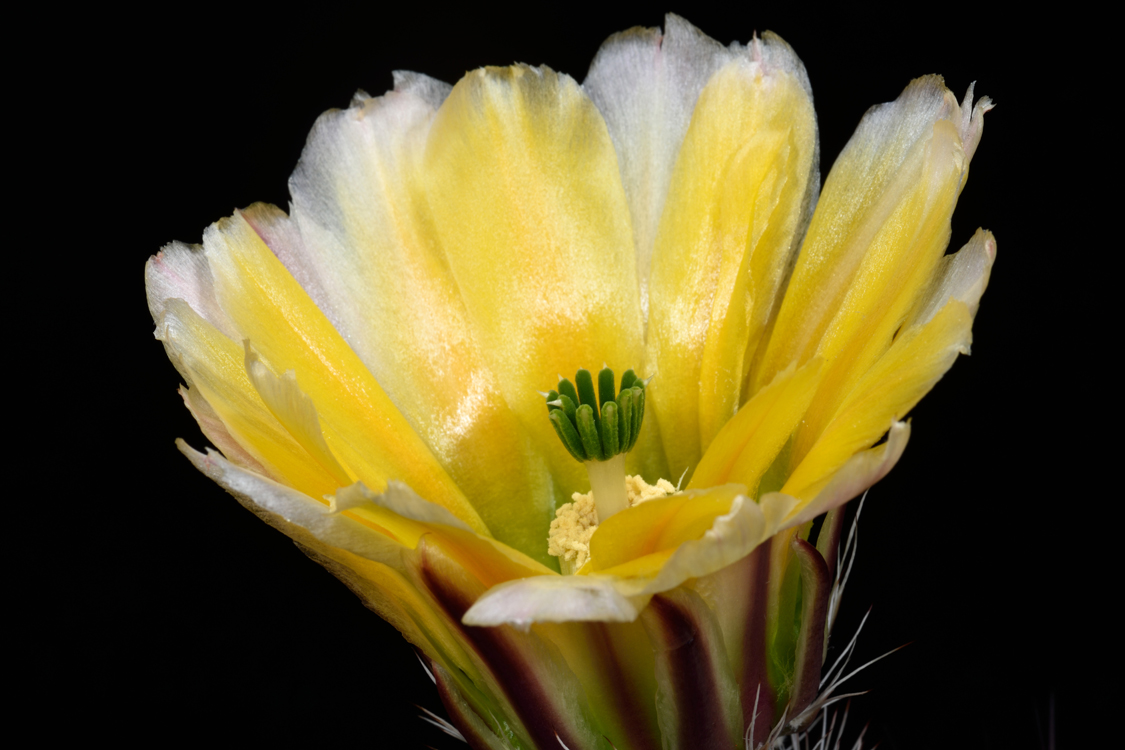 Echinocereus dasyacanthus subsp. rectispinus, Mexico, Chihuahua, Alamos de Pena