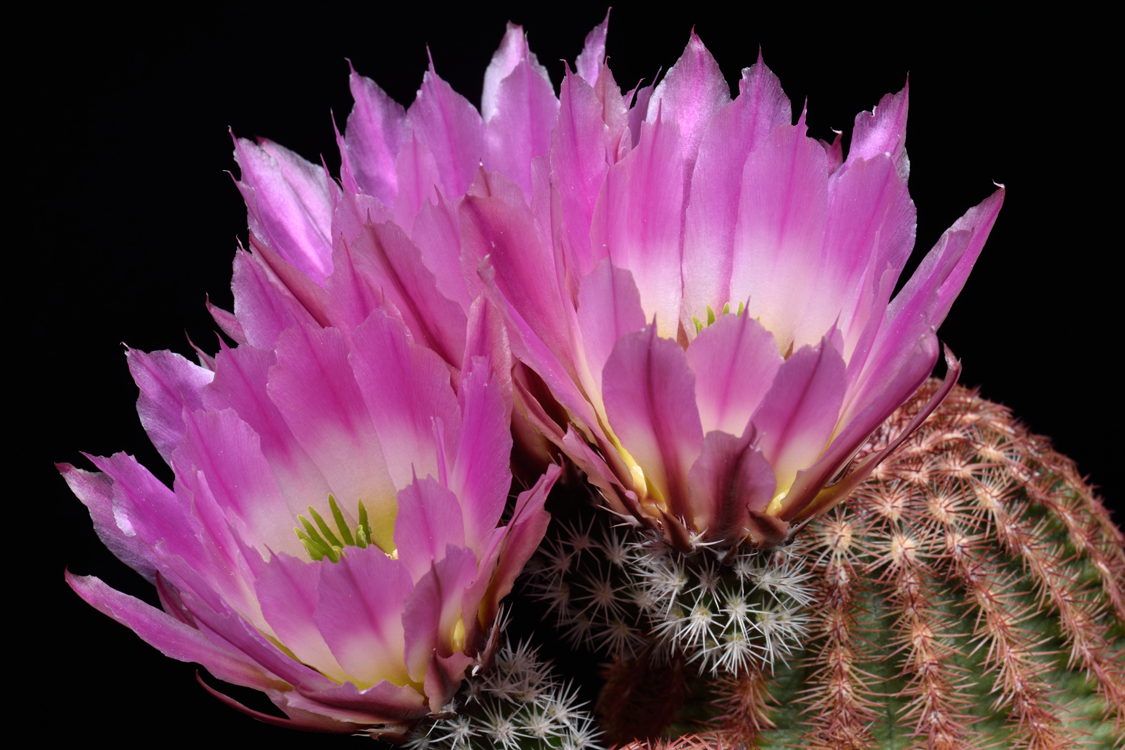 Echinocereus pectinatus, Mexico, Durango, Rodeo - Las Nieves