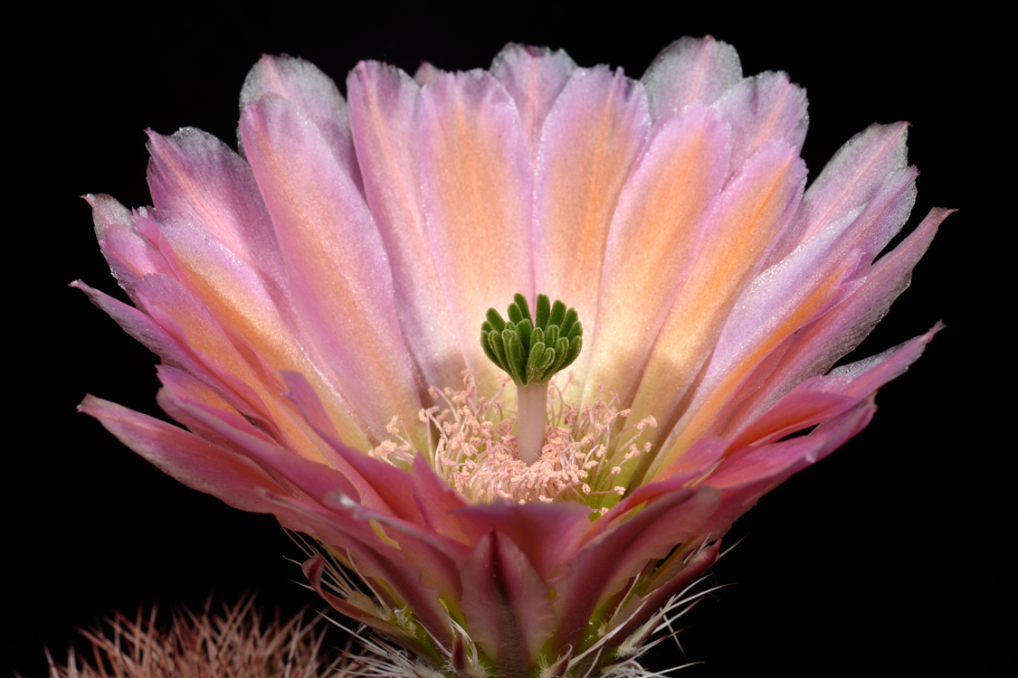 Echinocereus dasyacanthus, USA, Texas, Pecos Co., Bakersfield