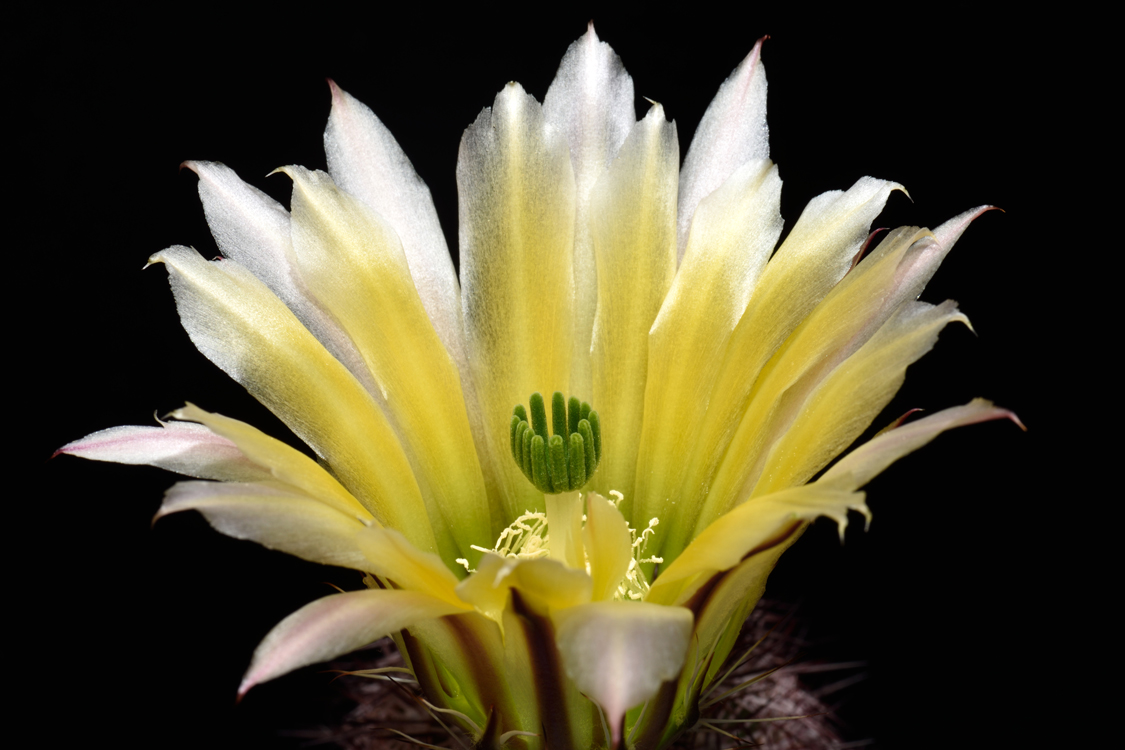 Echinocereus dasyacanthus subps. rectispinus, Mexico, Chihuahua, Alamos de Pena