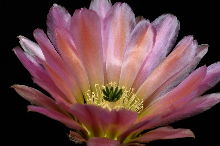 Echinocereus Blog