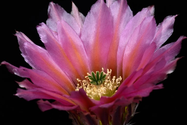 Echinocereus Blog