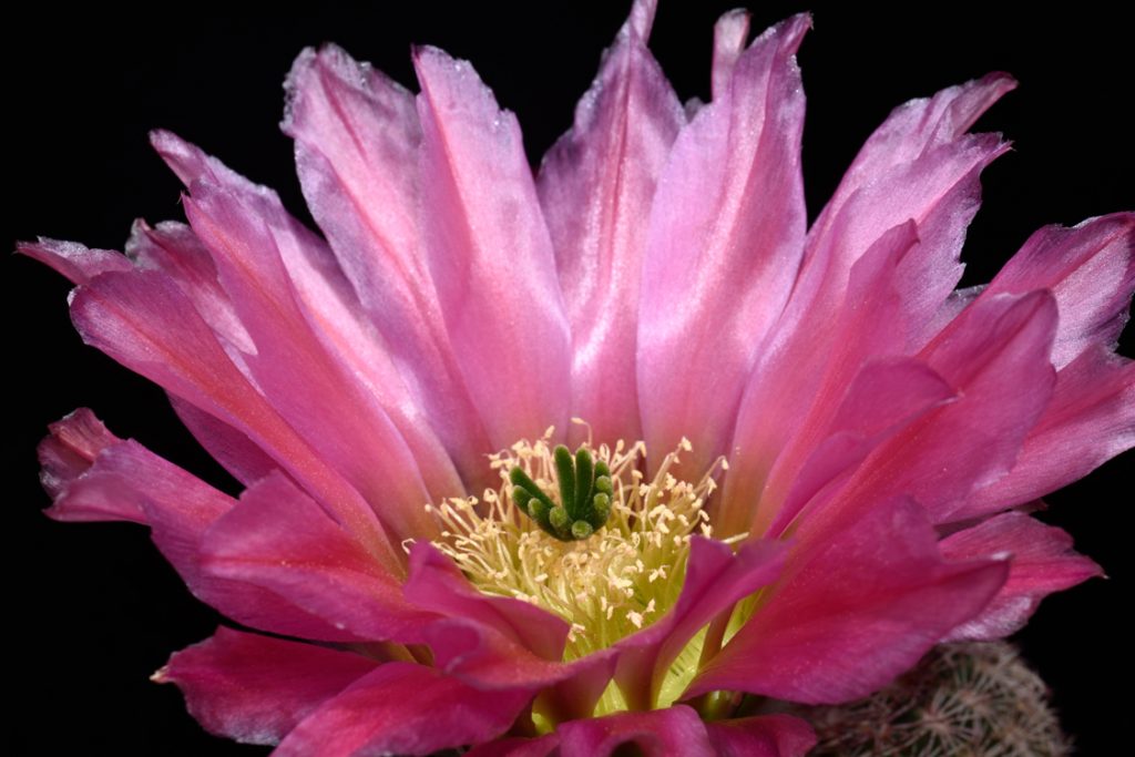 Echinocereus Blog