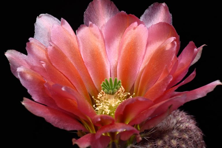 Echinocereus Blog