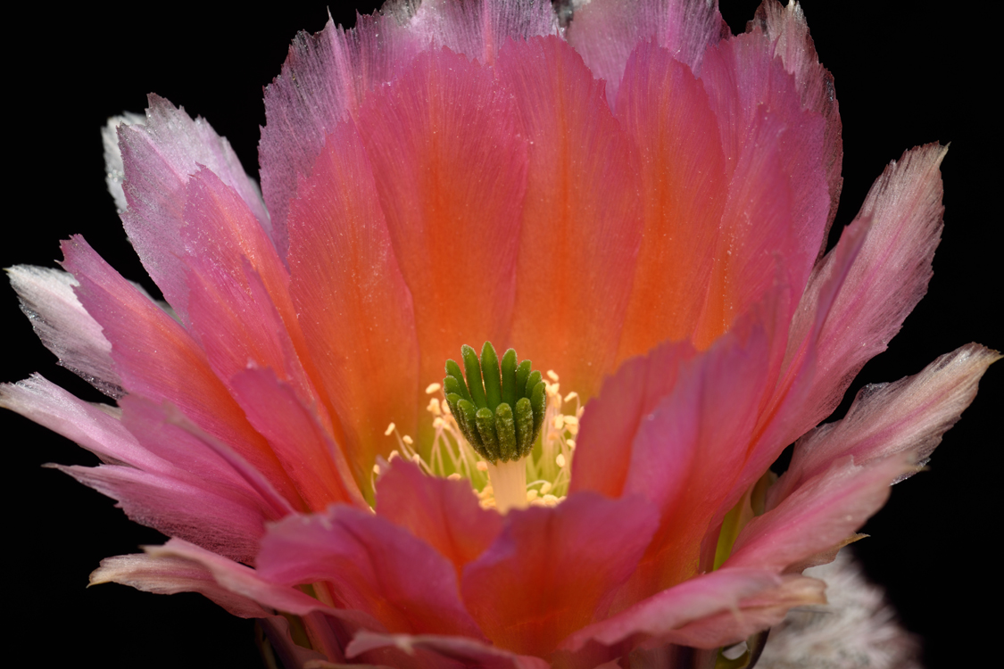 Echinocereus pectinatus, Mexico, Detras