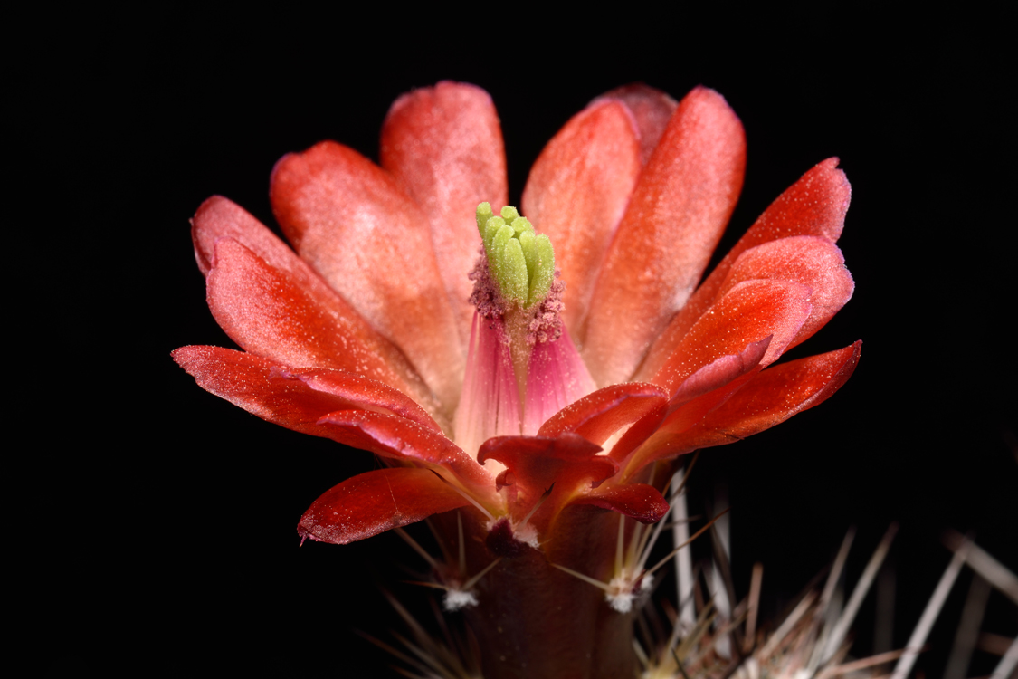 Echinocereus bakeri, USA, Arizona, Seligman - Kingman