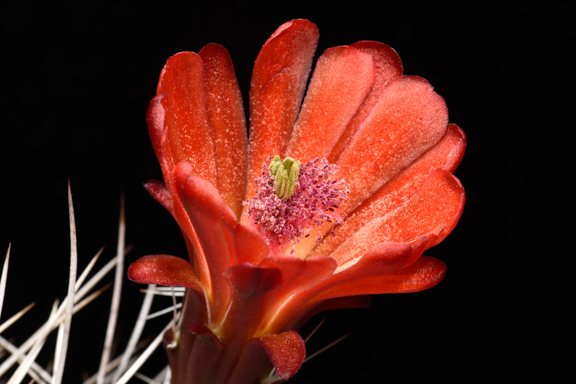 Echinocereus mojavensis, USA, Utah, Capitol Reef