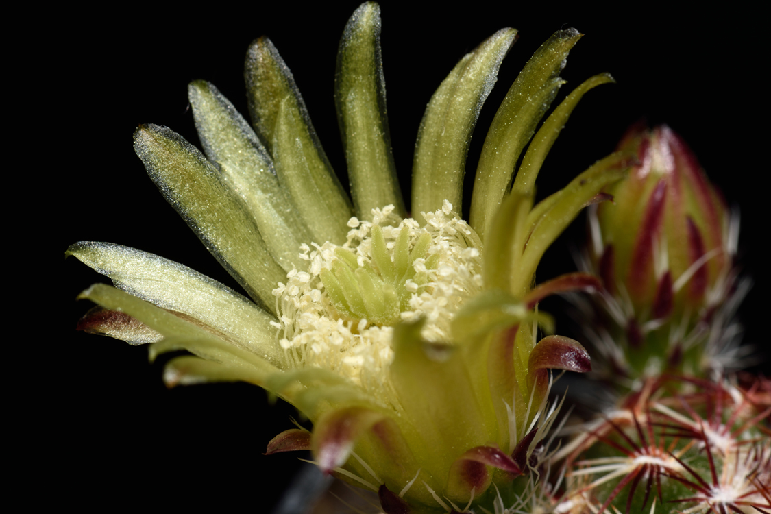 Echinocereus viridiflorus, USA, Colorado, Fremont Co.