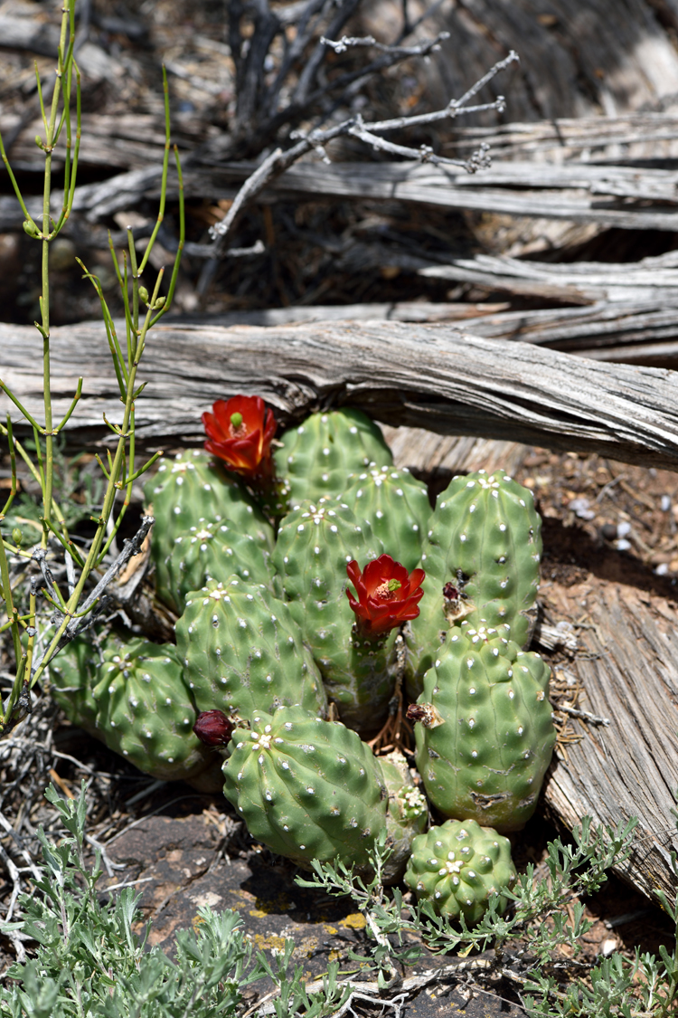 Echinocereus mojavensis fa. inermis, USA, Utah, San Juan Co.