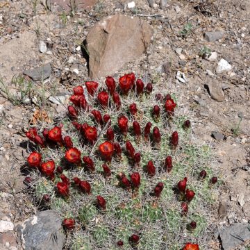 Echinocereus mojavensis, USA, Utah