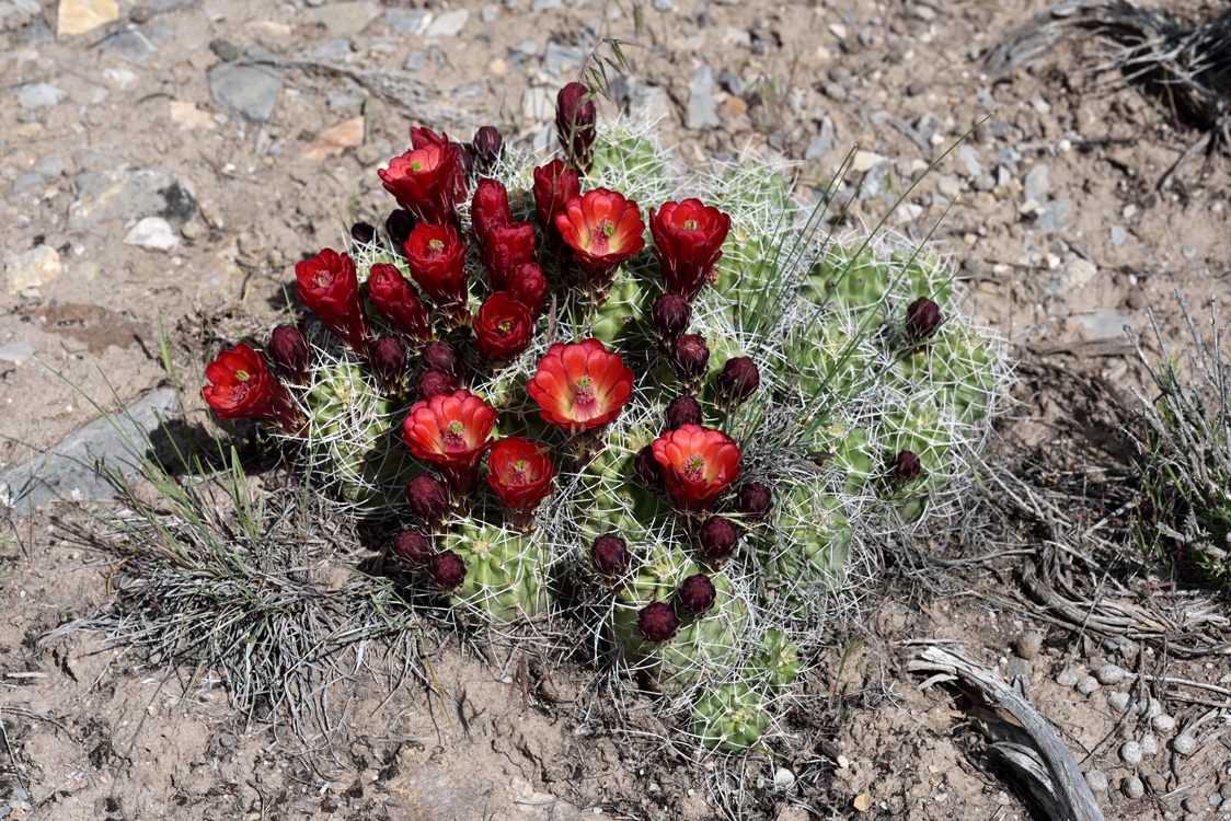 Echinocereus mojavensis, USA, Utah