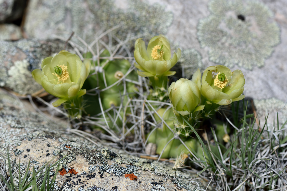 Echinocereus mojavensis, USA, Utah