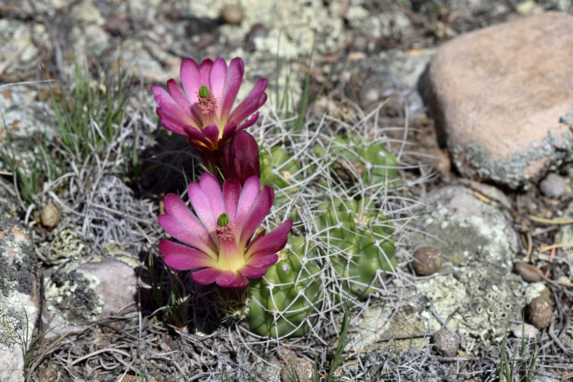 Echinocereus mojavensis, USA, Utah