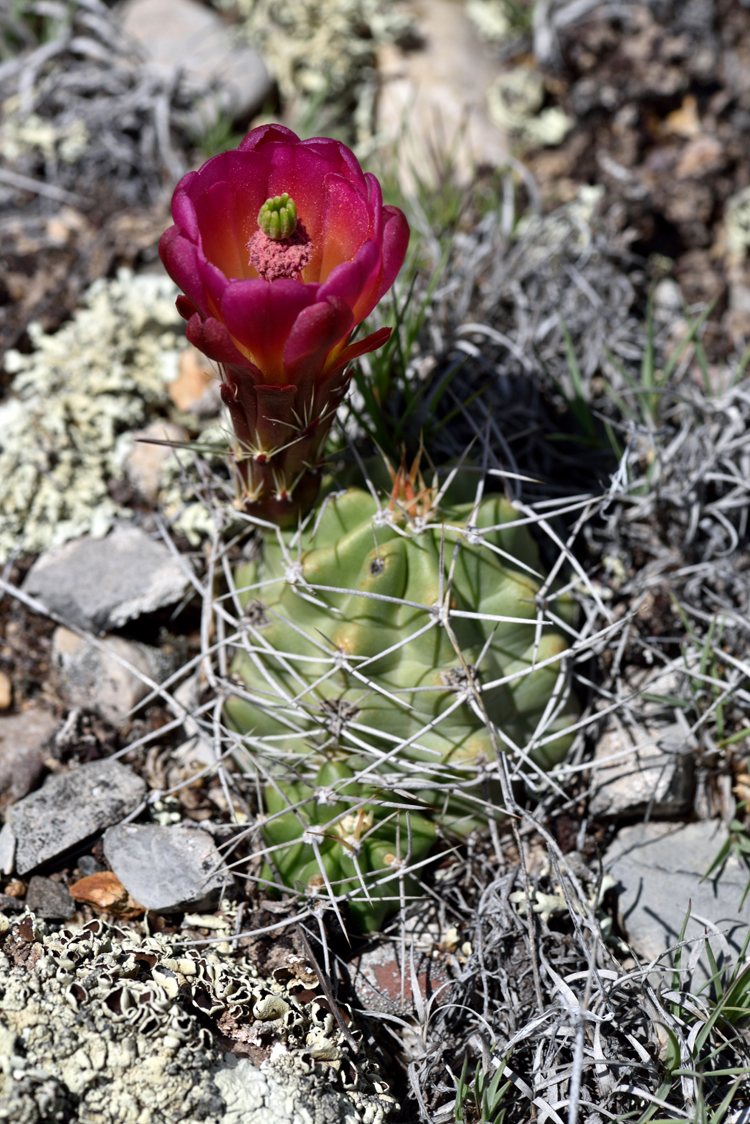 Echinocereus mojavensis, USA, Utah