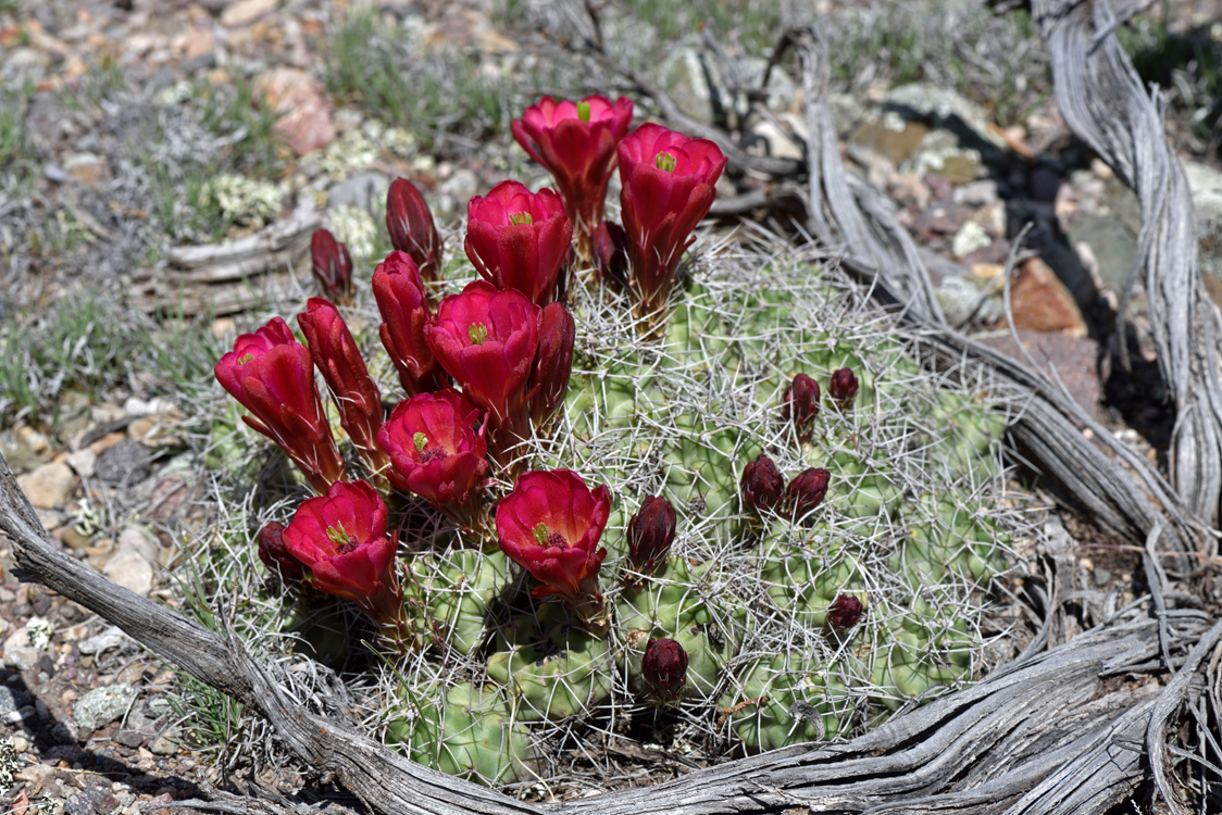 Echinocereus mojavensis, USA, Utah