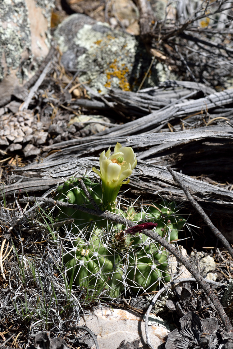 Echinocereus mojavensis, USA, Utah