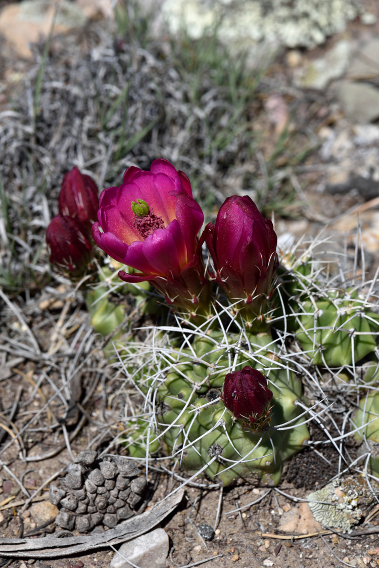 Echinocereus mojavensis, USA, Utah