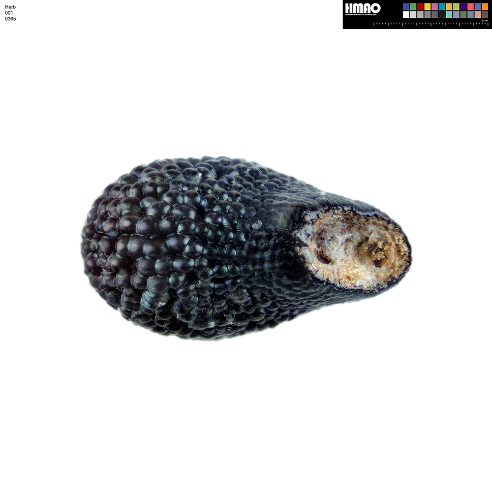 HMAO-001-0365 - Echinocereus spec., Mexico, Sonora, San Antonio, LAU0084