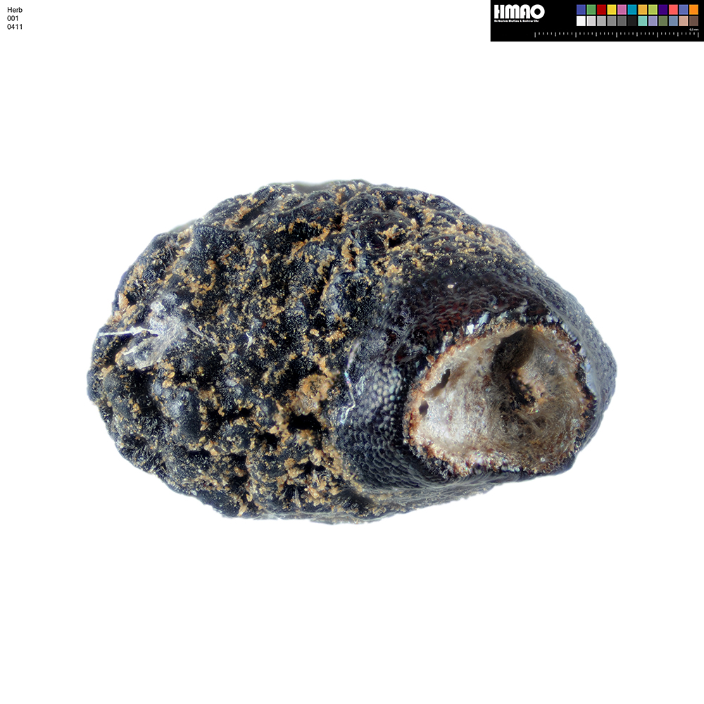 HMAO-001-0411 - Echinocereus acanthosetos, Mexico, Oaxaca