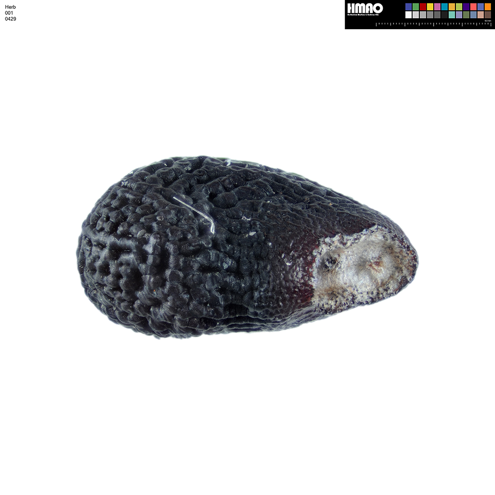 HMAO-001-0429 - Echinocereus mojavensis, USA, Utah, Gold Bar Canyon