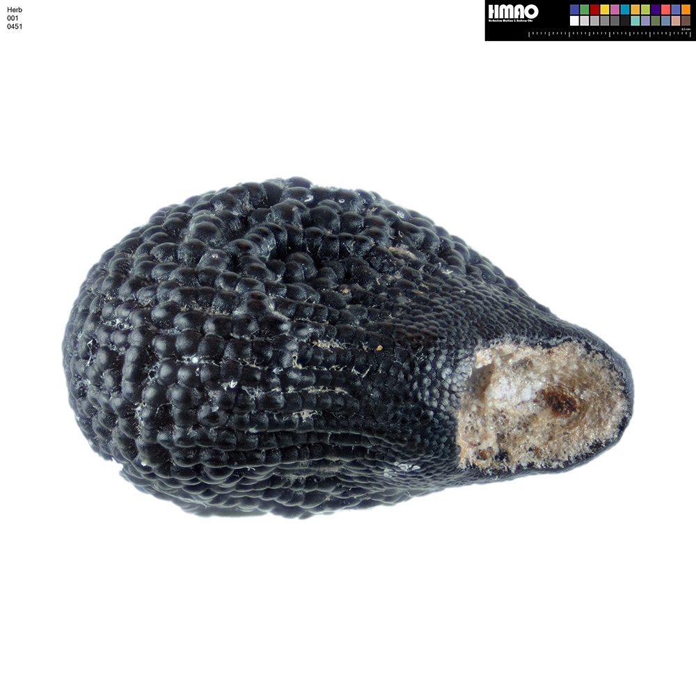 HMAO-001-0451 - Echinocereus mojavensis, USA, Utah, Emery County