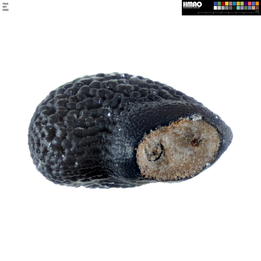 HMAO-001-0460 - Echinocereus mojavensis, USA, Utah, Grand County