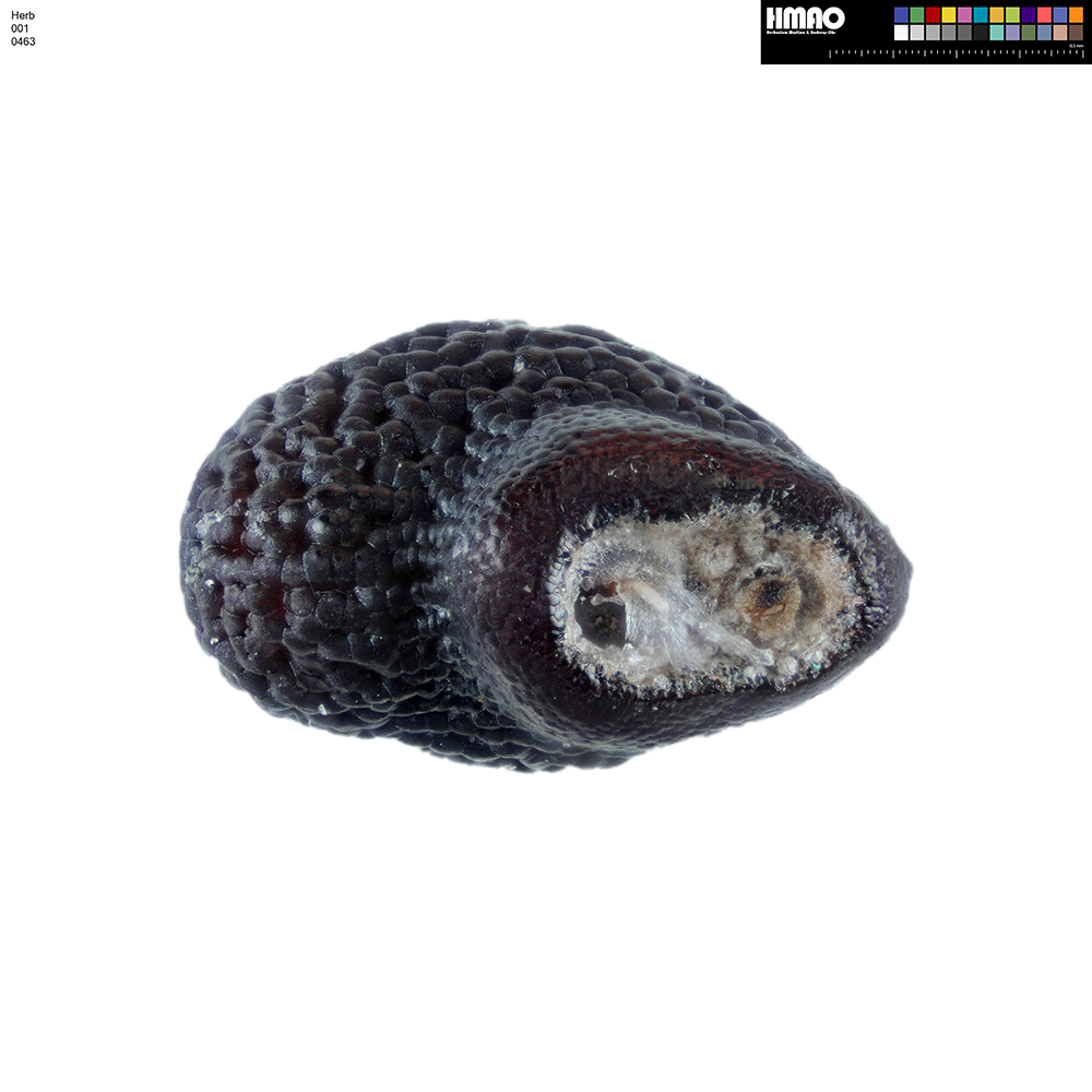 HMAO-001-0463 - Echinocereus mojavensis, USA, Utah, Bull's Eye