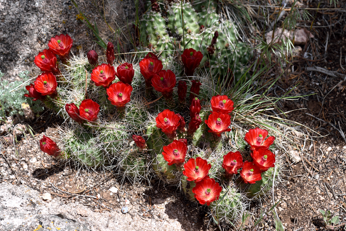 Echinocereus mojavensis, USA, Colorado, Mesa Co.