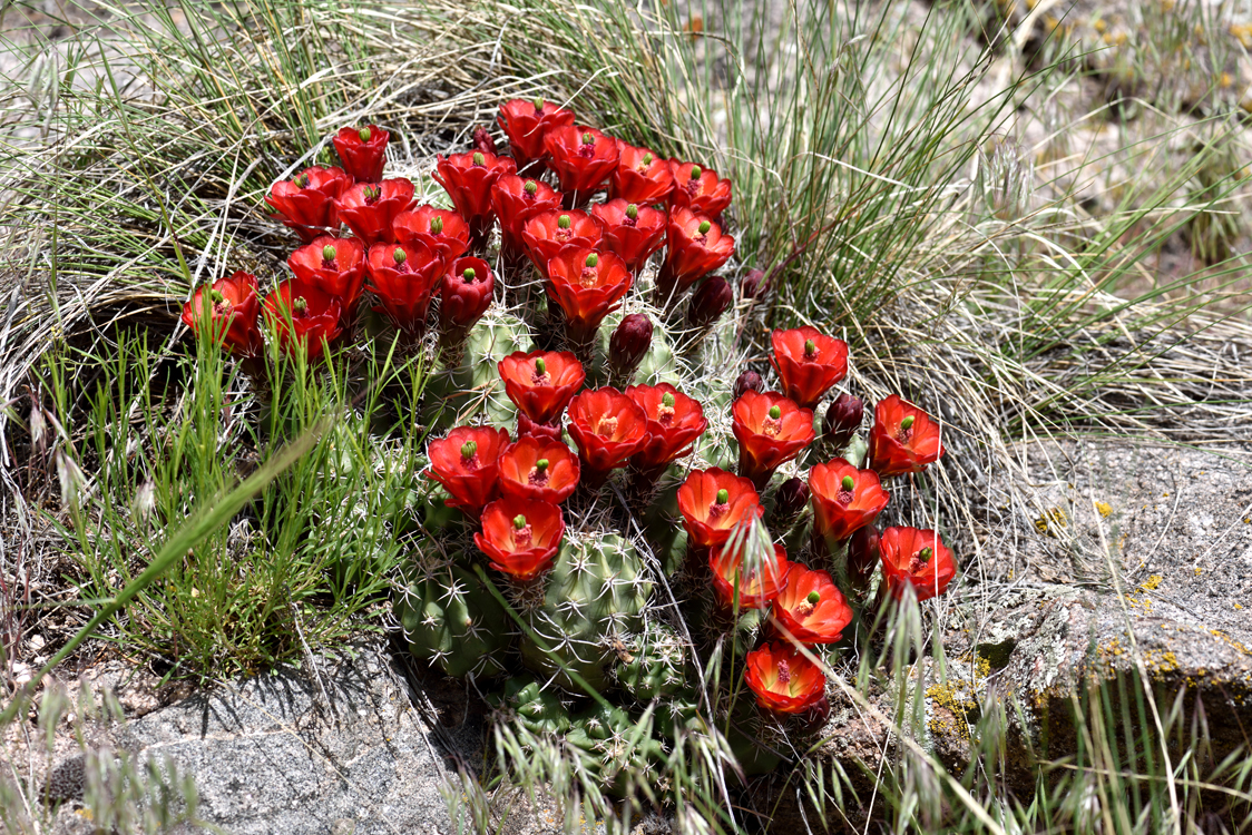 Echinocereus mojavensis fa. inermis, USA, Colorado, Mesa Co.