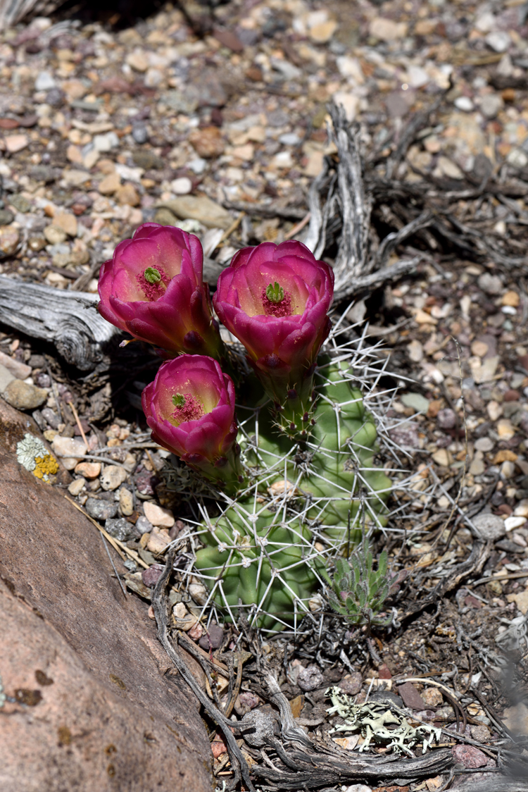 Echinocereus mojavensis, USA, Utah