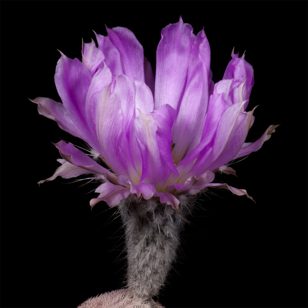 Zeitraffer Time Lapse Echinocereus primolanatus, Mexico, Coahuila, Hipolito (Video)