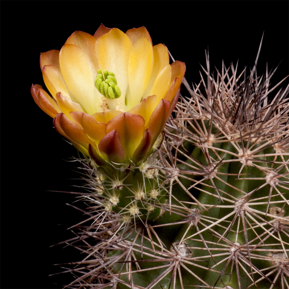 Zeitraffer Echinocereus xroetteri, USA, New Mexico, Otero County (Video)