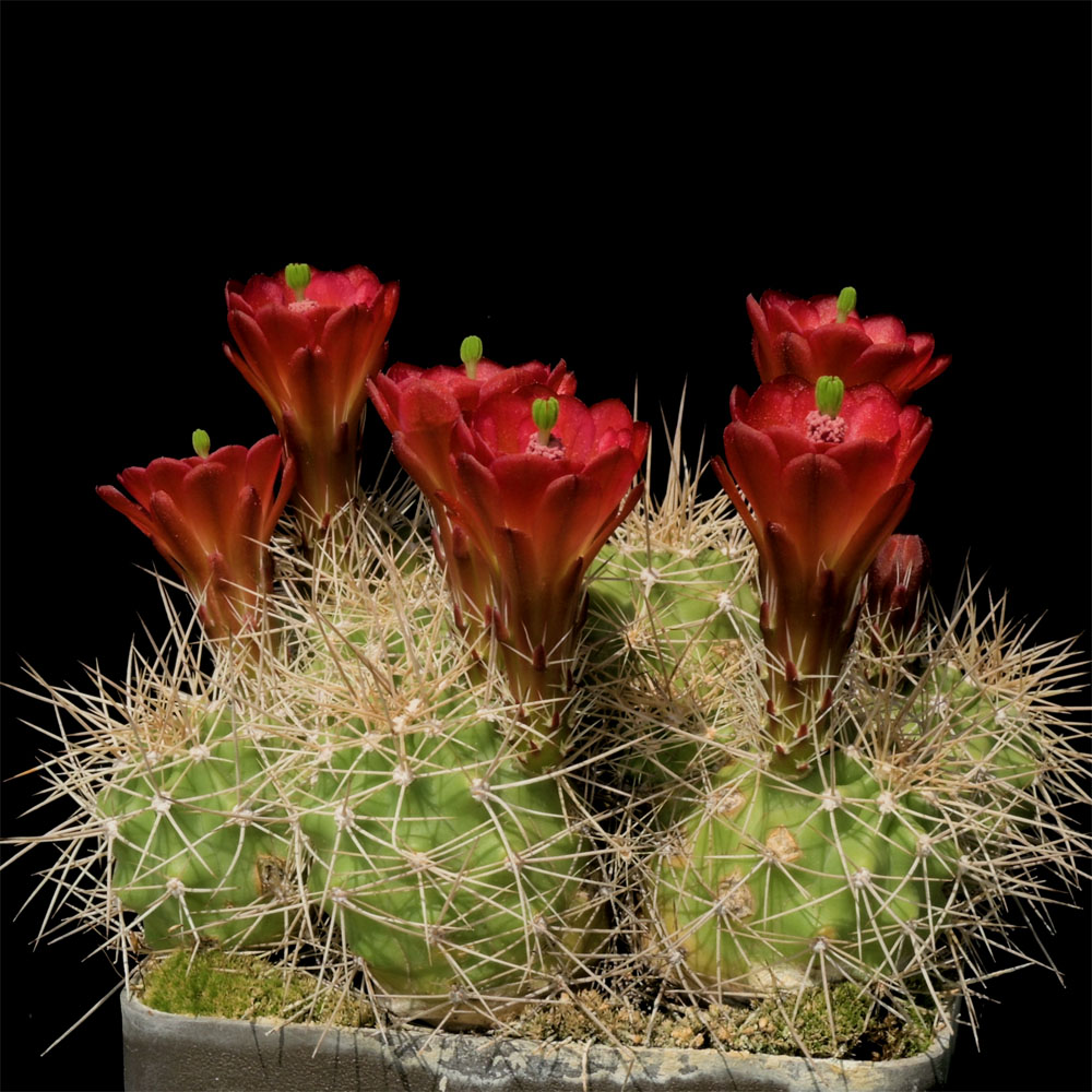 Echinocereus mojavensis, USA, Utah, San Juan County (Video)