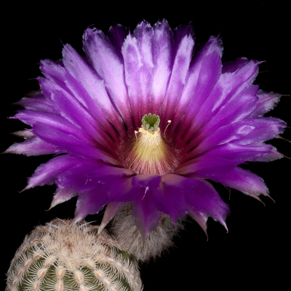 Zeitraffer Echinocereus reichenbachii subsp. caespistosus, USA, Texas, Jack County (Video)