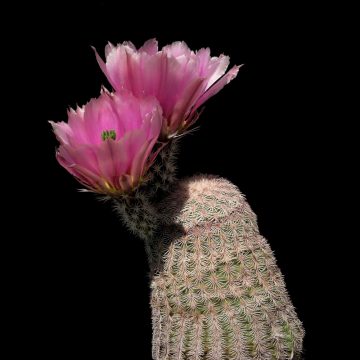 Echinocereus pectinatus, Mexico, Detras (Video)