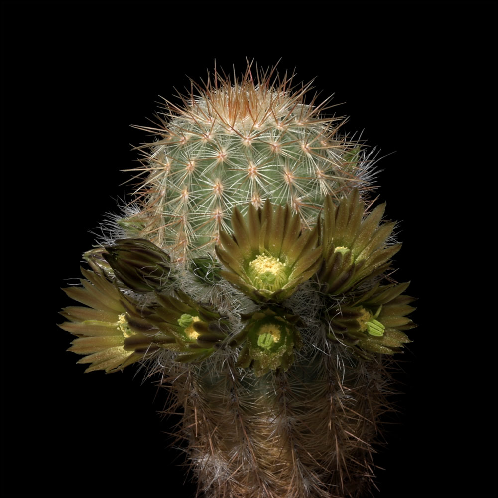 Echinocereus neocapillus, USA, Texas (Video)