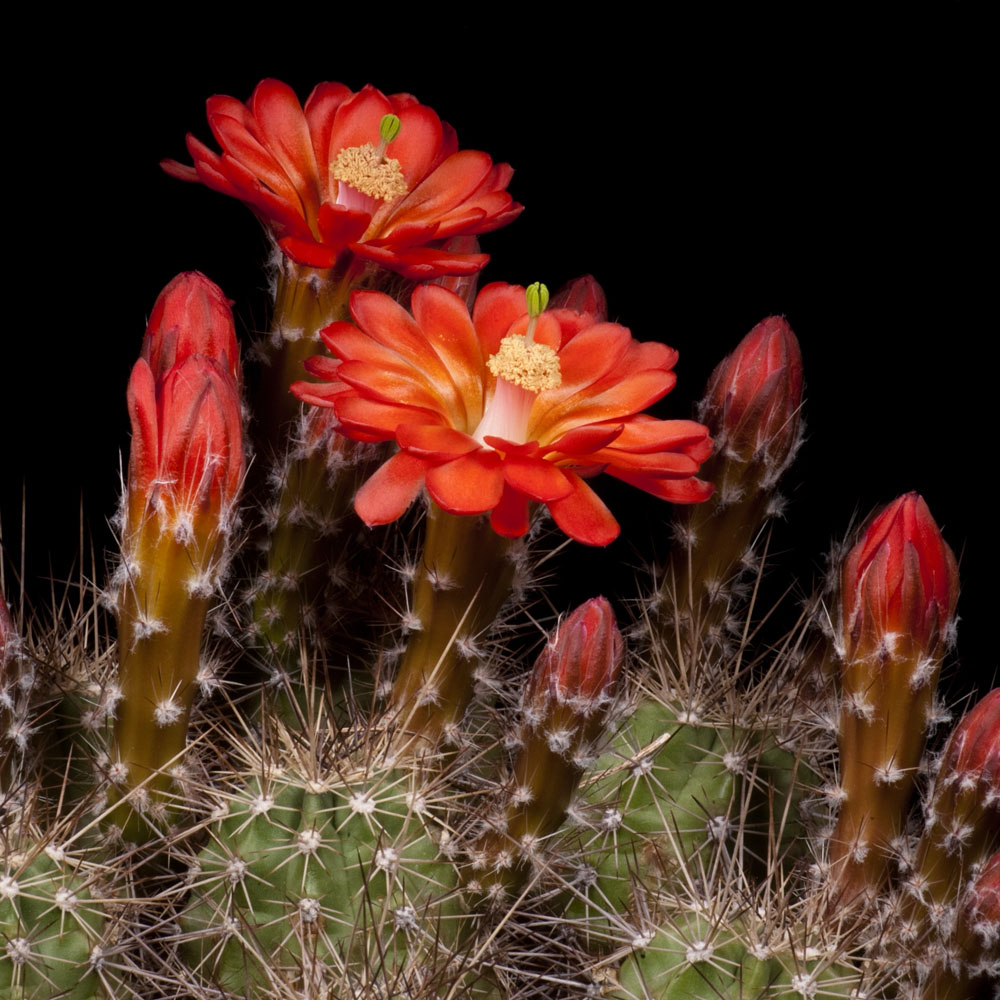 Zeitraffer Echinocereus salm-dyckianus, Mexico, Chihuahua, Creel - Dividadero (Video)