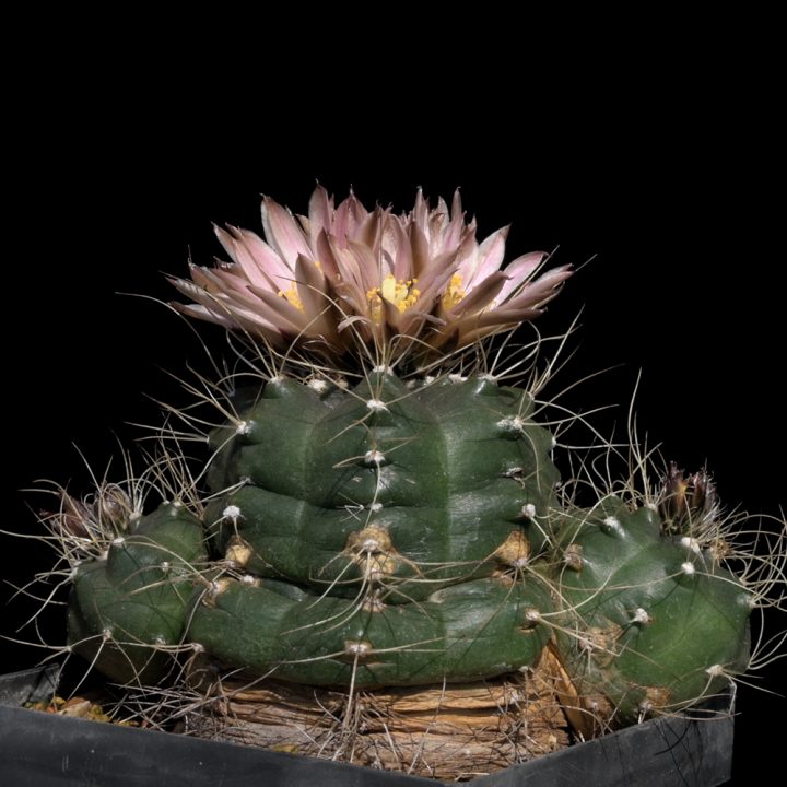 Echinocereus Online