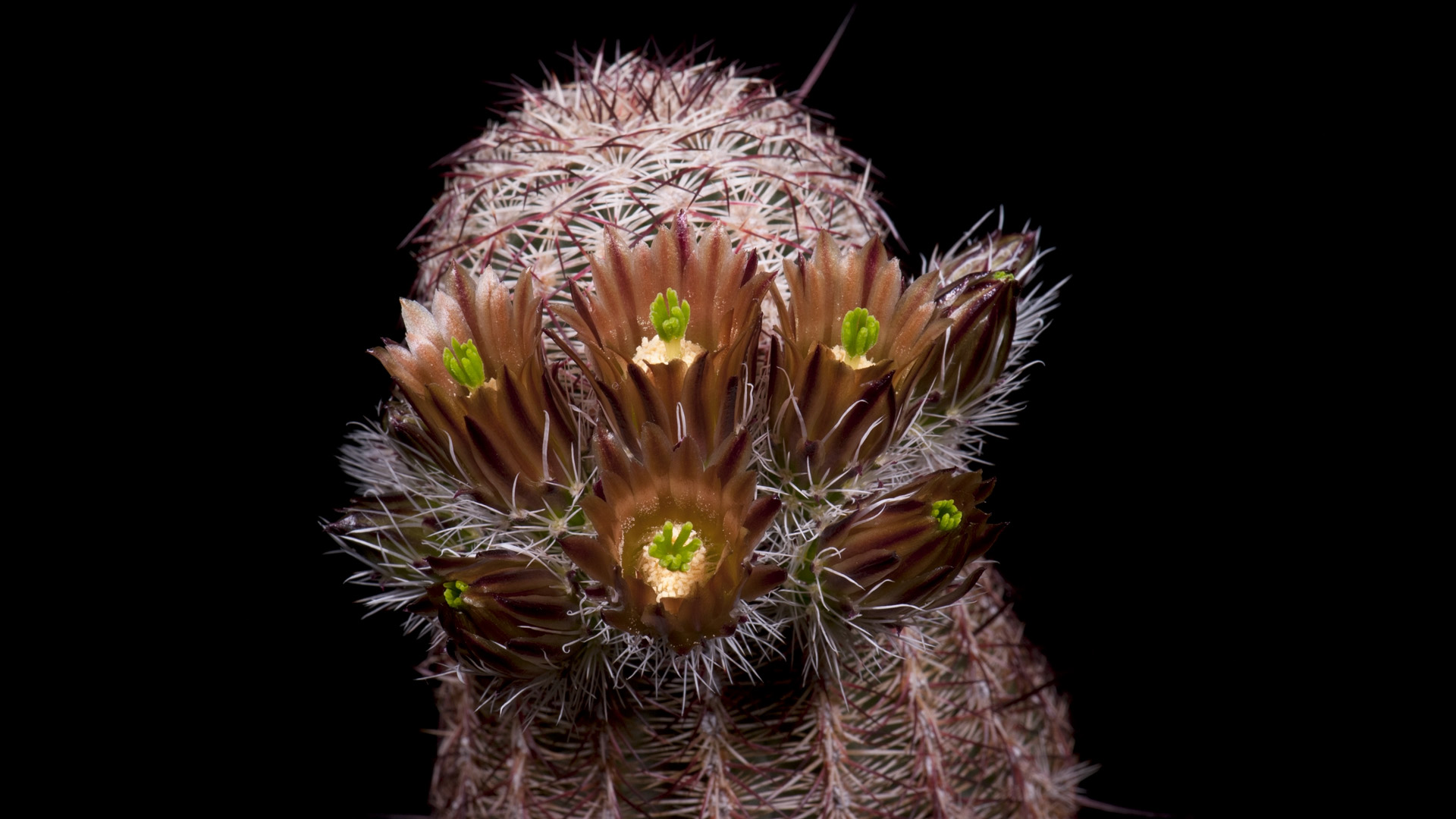Zeitraffer Echinocereus chloranthus, USA, New Mexico, Dona Ana County (Video)