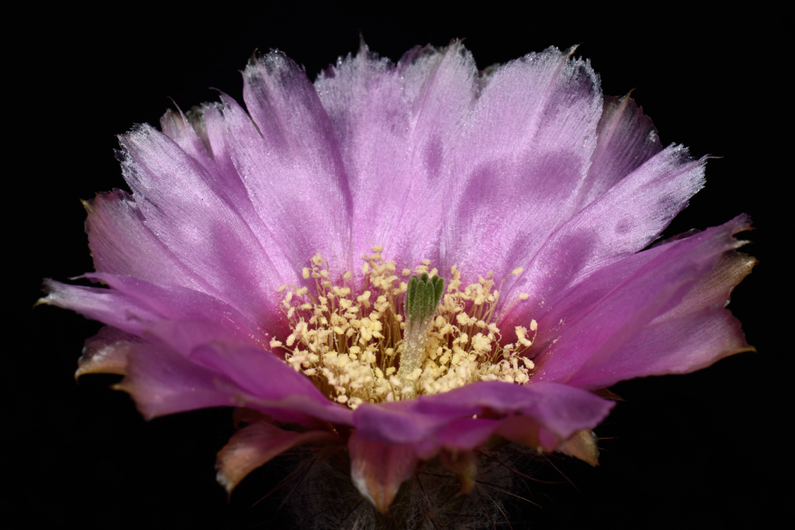 Echinocereus reichenbachii subsp. caespitosus, USA, Texas, Deep Creek