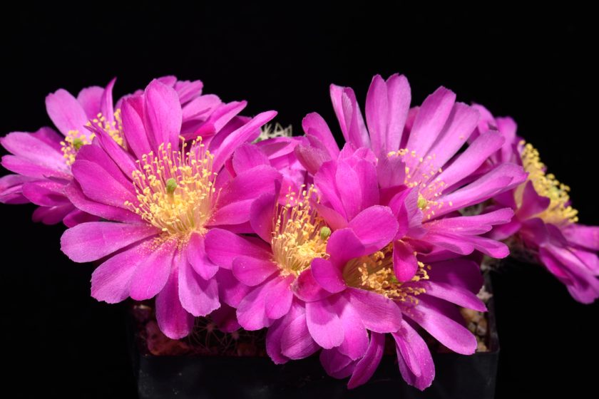Echinocereus acanthosetos, Mexico, Oaxaca