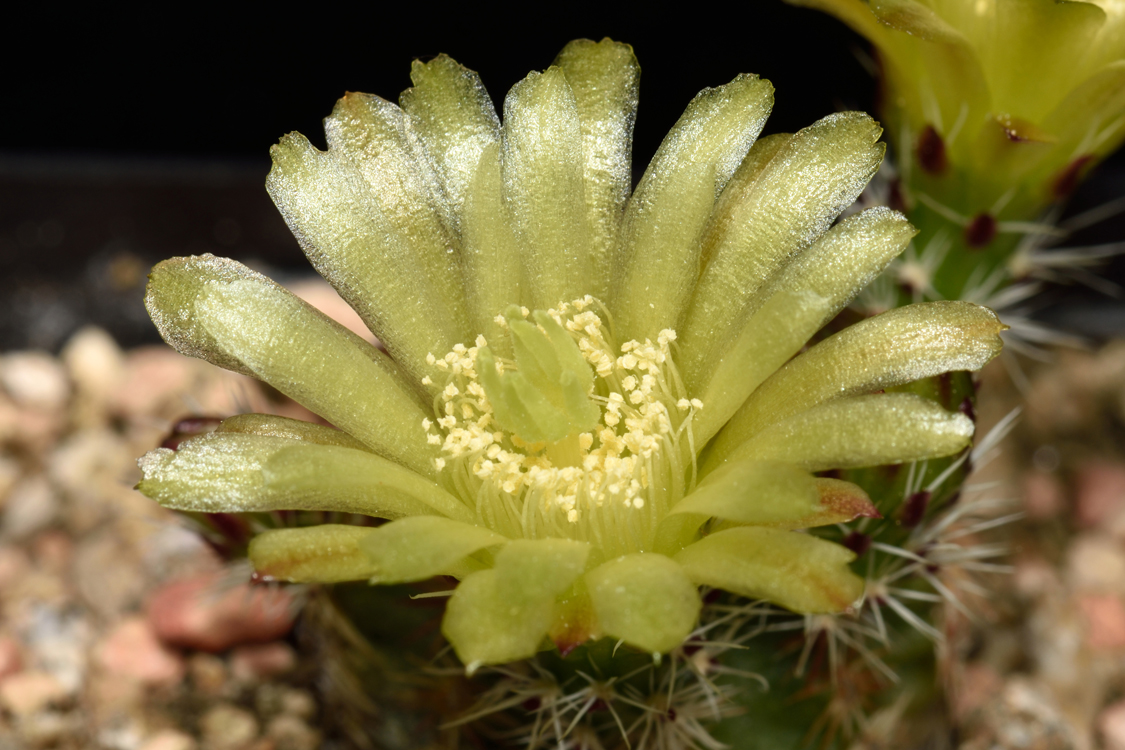 Echinocereus viridiflorus, USA, Colorado, Fremont Co.