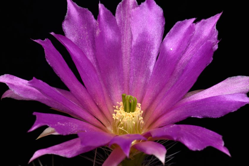 Echinocereus viereckii subsp. morricalii, Mexico, Nuevo Leon