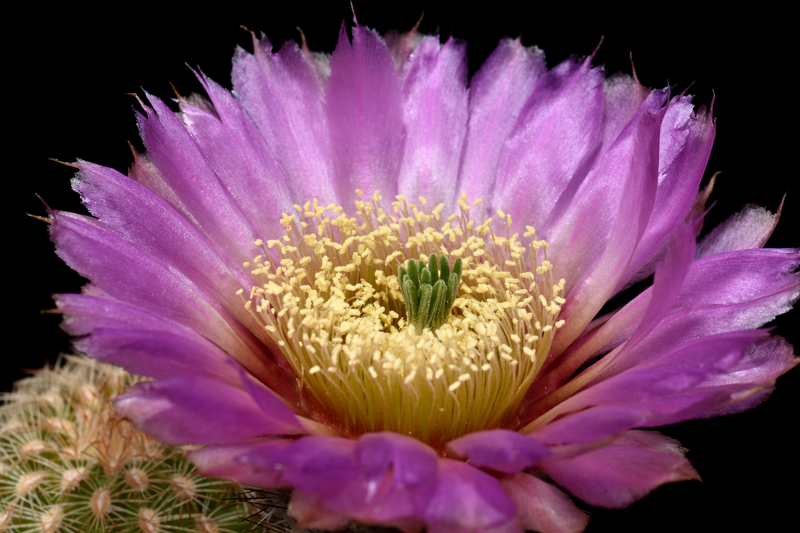 Echinocereus reichenbachii subsp. caespitosus, USA, Texas, Wichita