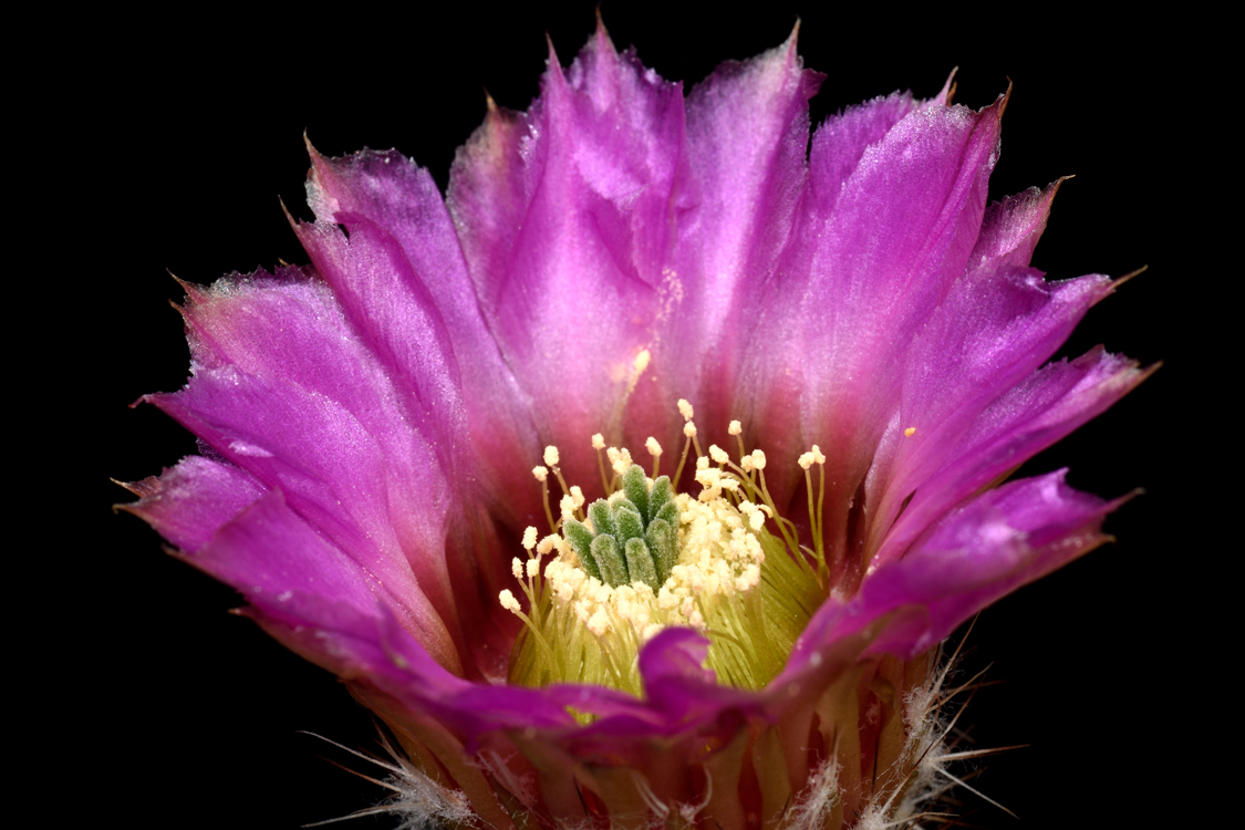 Echinocereus reichenbachii subsp. caespitosus, USA, Texas, Wichita