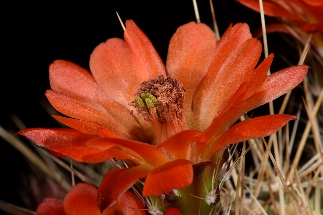 Echinocereus pacificus subsp. mombergerianus, Mexico, Baja California, Sierra San Pedro Martir